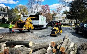 Reliable Grass Lake, MI Tree Care Solutions