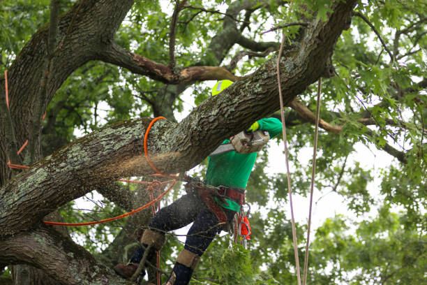 Tree Care