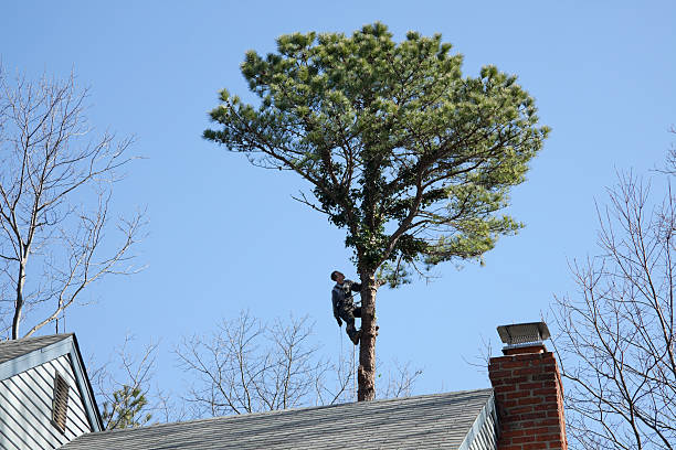 Best Hazardous Tree Removal  in Grass Lake, MI